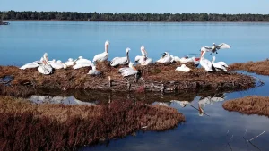 For those looking to escape the crowds and enjoy a more tranquil coastal experience, Divjakë-Karavasta National Park offers the perfect retreat.